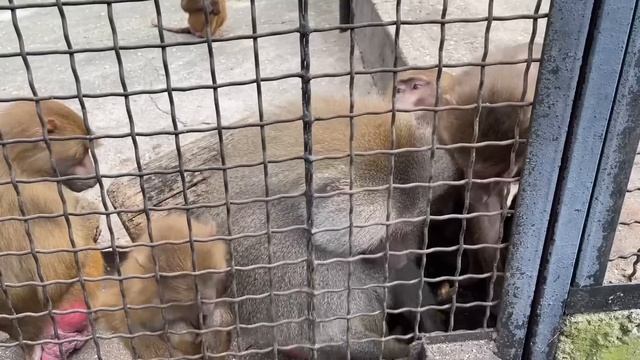 А Вы знали почему вожак гамадрилов много ест? смотреть онлайн