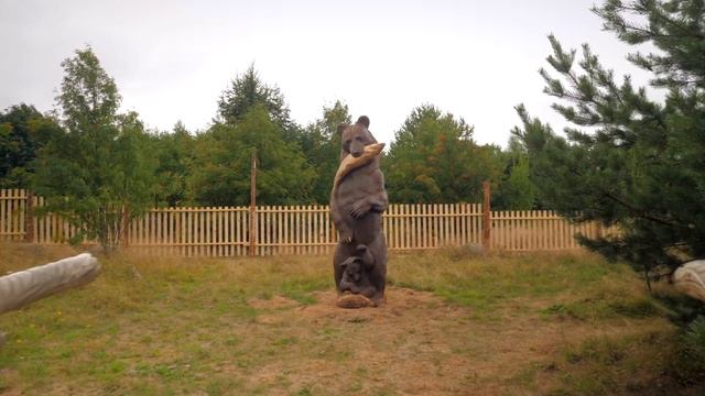 Вепсы – малочисленный народ Севера смотреть онлайн