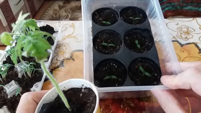 Пикировка помидор Черри.