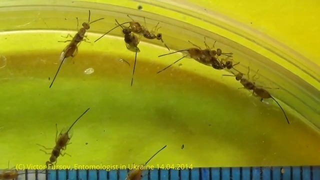 Megastigmus sp. (Torymidae) ex Seeds of Wild rosa Rosa canina смотреть онлайн