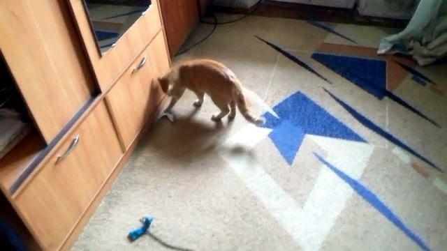 Приколы с котами.Котик играется с рыбкой смотреть онлайн