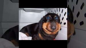 Собаки, укушенные пчёлами!!!