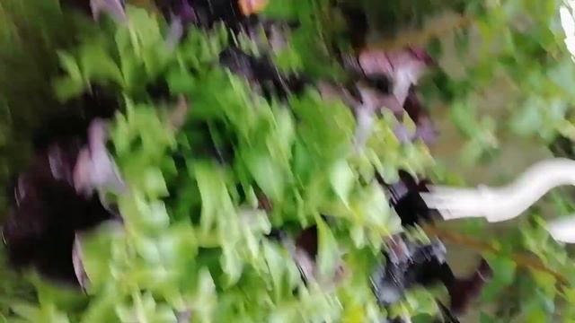 En Güzel Saksı çiçeği 🖤Siyah çiçektede çok Asil 🖤