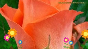 Роза чайно-гибридная Вау. Краткий обзор, описание характеристик, где купить саженцы Wow