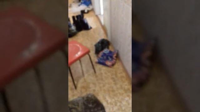 13 летучих мышей в жилой квартире на 4 этаже многоквартирного дома