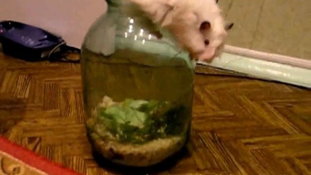 Hamster ESCAPE !!! | Побег хомяка !!! смотреть онлайн