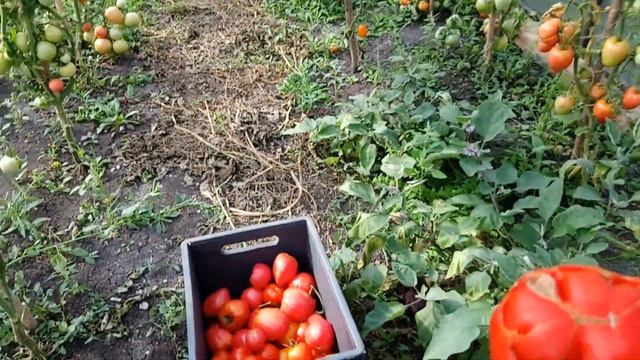 сбор народных томатов смотреть онлайн