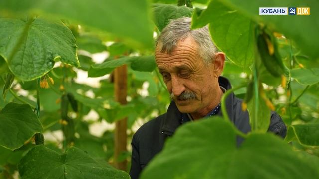 В каких условиях растут экологически чистые овощи?