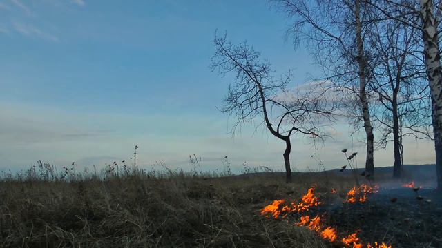 Весенние лесные пожары