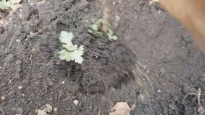 пересадка хризантем осенью