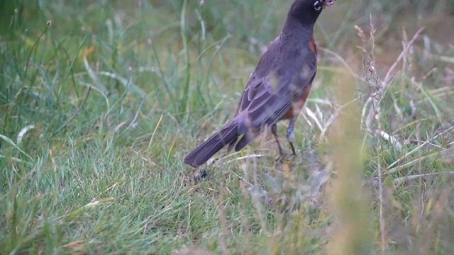 American Robin / Странствующий дрозд смотреть онлайн