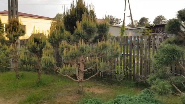 Ostre cięcie sosen. Artystyczne i ozdobne смотреть онлайн