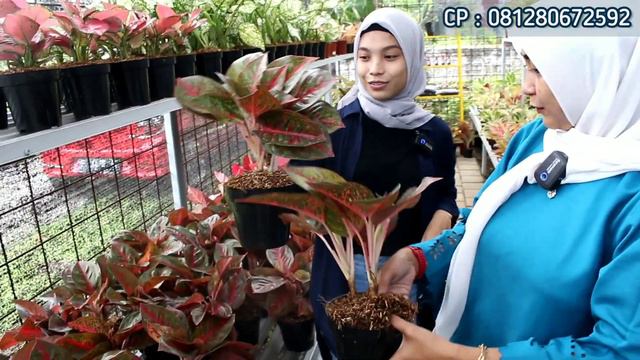 AGLONEMA !!! AGLAONEMA TERMURAH DIBOGOR SIZE JUMBO DENGAN HARGA EKONOMIS DAN ALL ITEM DISKON CANTIK смотреть онлайн