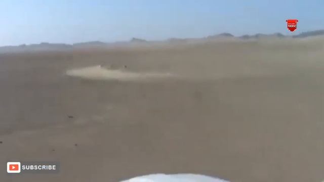 GREYHOUND AND SALUKI DOGS 2022 p35 смотреть онлайн
