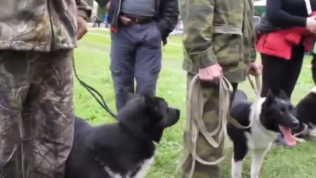 Суки ср смотреть онлайн