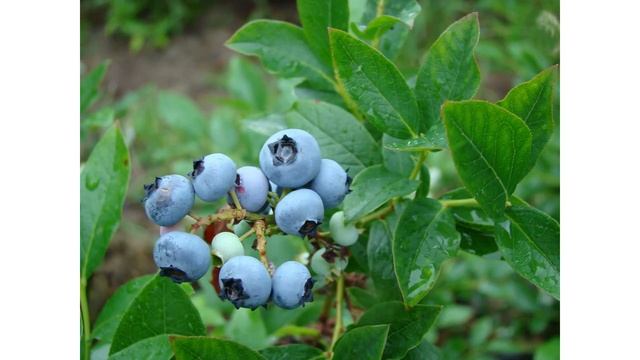 Сорт голубики высокорослой «Дарроу» смотреть онлайн