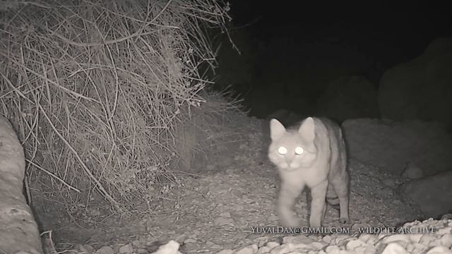 Wild Cat - Israel / חתול בר / Felis silvestris lybica смотреть онлайн