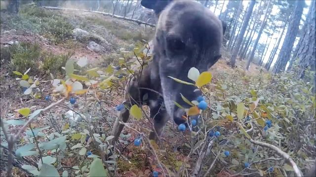 Vaccinium Uliginosum