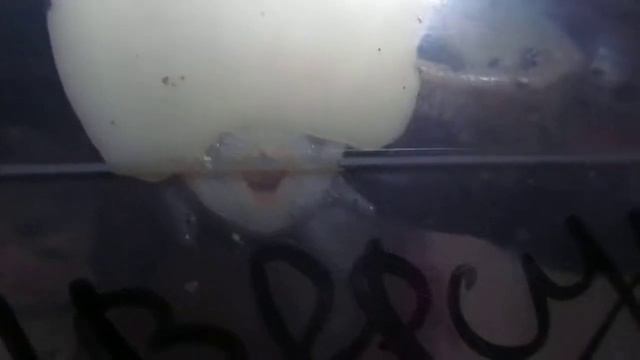 Почему улитка мешает мне ночью спать смотреть онлайн