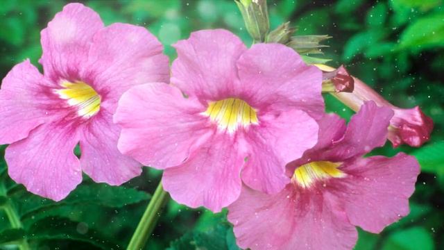 Инкарвиллея – Выращивание и уход