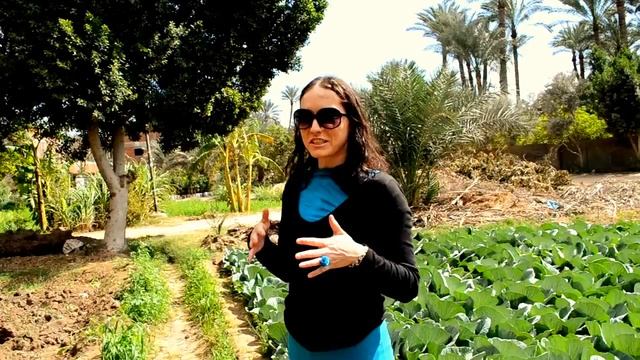 Сбор Манго в Египте ??на ферме. Манго в Египте. Как растёт манго в Египте. Влог Ксания Аксания смотреть онлайн