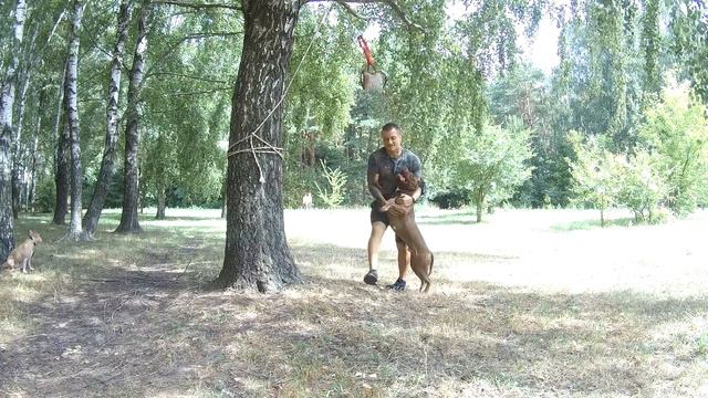 Прыжок питбуля смотреть онлайн