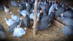 Сколько сидят цесарки на яйцах и когда начинают нестись