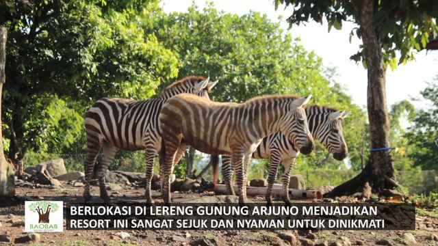 BAOBAB SAFARI RESORT - RESORT BERNUANSA AFRIKA DI PRIGEN PASURUAN смотреть онлайн