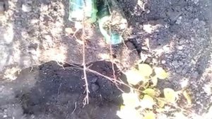 Черенкование абрикосы ~ Размножение абрикоса черенками ~ Посадка черенков абрикосы осенью ~ Часть 2