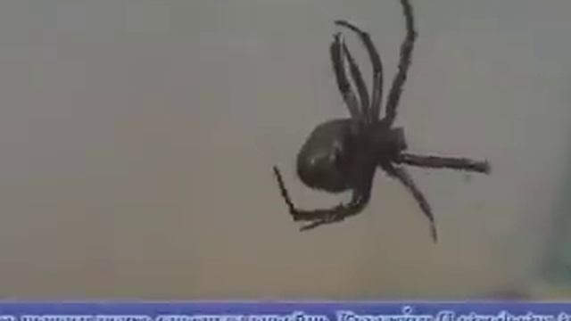 Каракурт и коконы смотреть онлайн