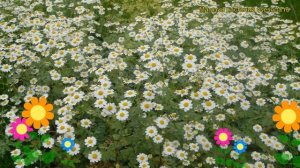 Танасетум снежный Джекпот. Краткий обзор, описание характеристик tanacetum niveum Jackpot