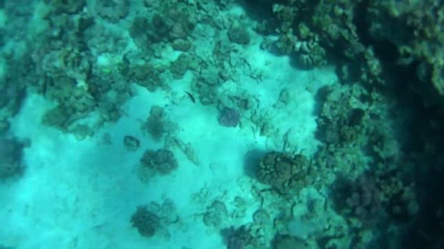 Египет. Красное море. Риф оазис бич смотреть онлайн