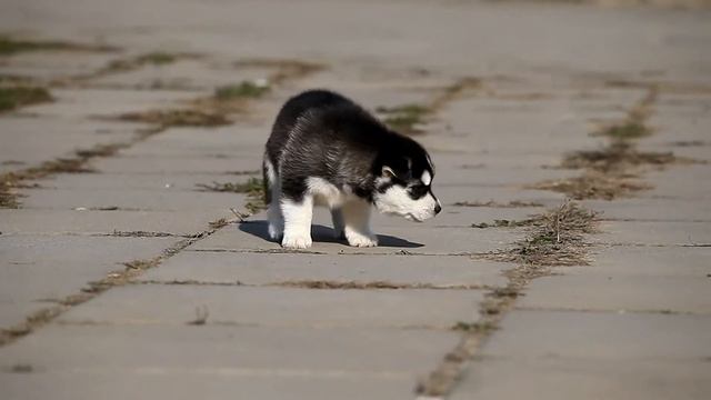 Девочка ЧБ 4 недели смотреть онлайн