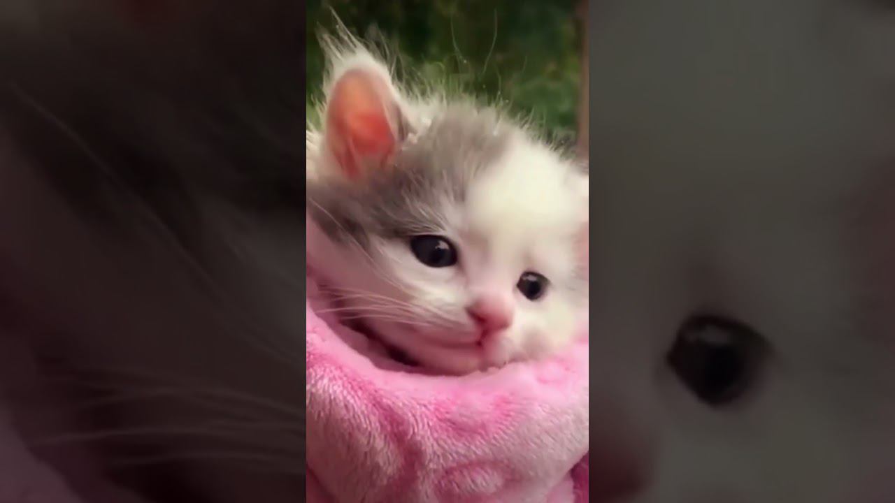 ▷Котенок в пледе◁ смотреть онлайн