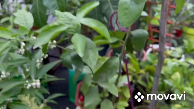 C.reticulata / tangerine Parson’s special мандарин / танжерин Парсон спешл смотреть онлайн