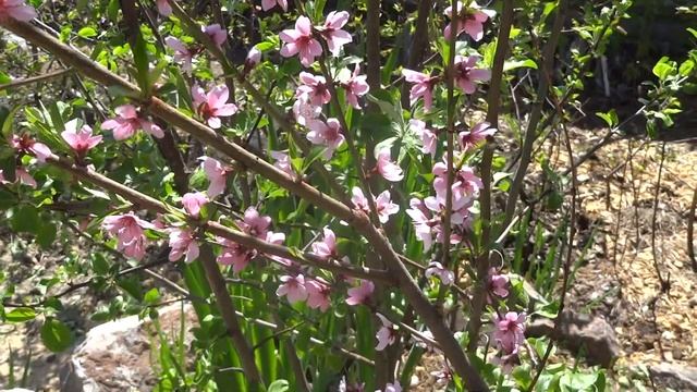 Персики женьшень в Сибири смотреть онлайн