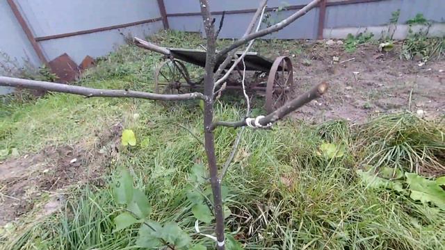 Туя в осень I Сбор грибов I Очей очарованье /ALS #18 смотреть онлайн