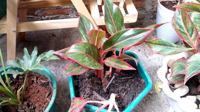 Tanaman hias aglonema janda bolong || Shoope haul tanaman hias 🌱🌻 смотреть онлайн