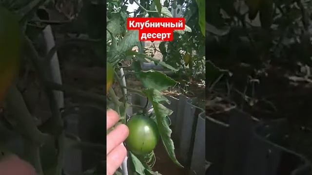 Томаты Клубничный десерт, очень сладкие! смотреть онлайн