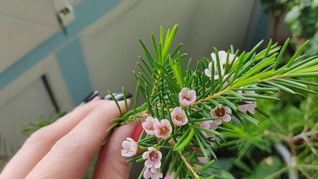 Вести с моего маленького зелëного балкончика ??? смотреть онлайн