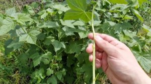 Размножение смородины зелеными черенками