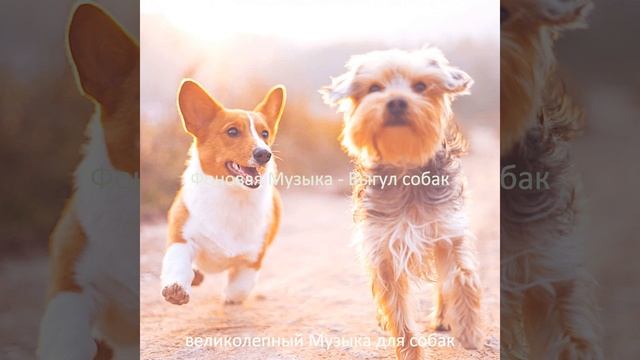 Музыка (Собаки) смотреть онлайн