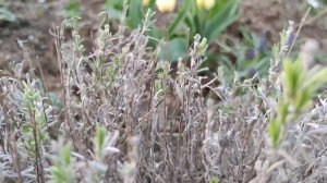 Что делать с лавандой после зимы