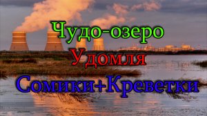 Чудо-Озеро Удомля Сомики+Креветки. Гроза Рыбалке не помеха. Летний фидер на Удомле. Рыбалка 2022