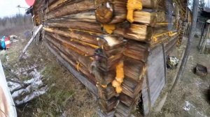 Регион 88 | Глухари стали вылетать на галечник