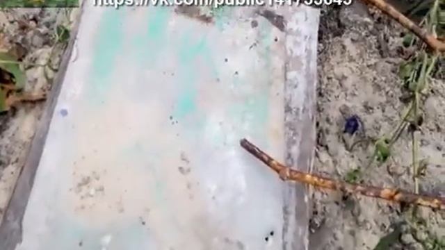 Подготовка винограда к зиме Укрытие винограда на зиму 1 год смотреть онлайн