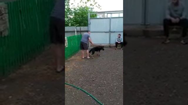 Тестирование щенка Немецкой овчарки. смотреть онлайн