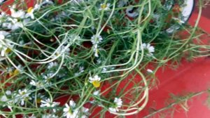 Как отличить лекарственную ромашку?