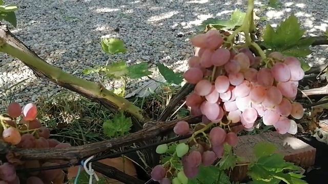 Кишмиш Лучистый. вся правда. смотреть онлайн