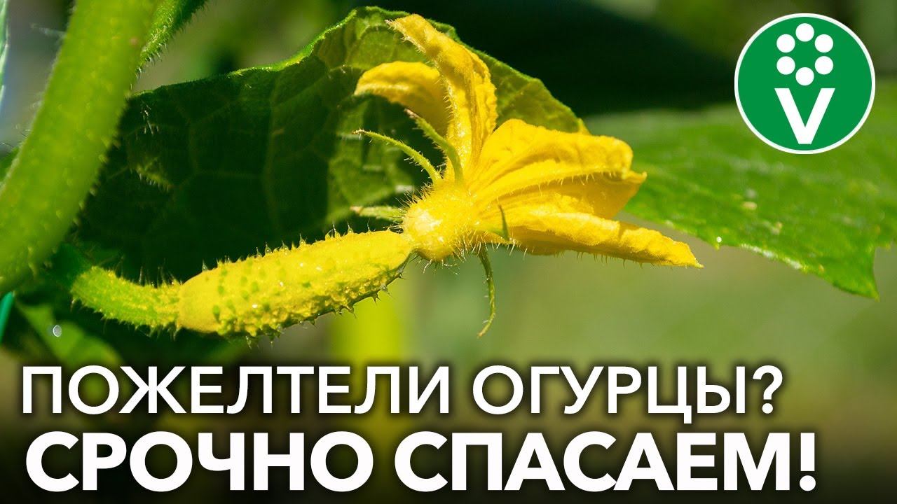 ЖЕЛТЕЮТ И ОПАДАЮТ ЗАВЯЗИ ОГУРЦОВ? Принимайте срочные меры, чтобы спасти урожай! смотреть онлайн